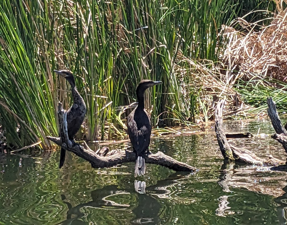 Neotropic Cormorant - ML618363890