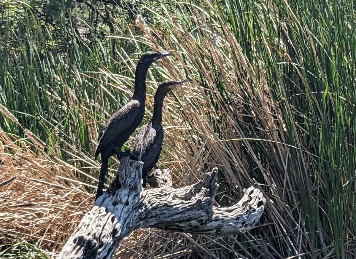 Neotropic Cormorant - Norma Miller