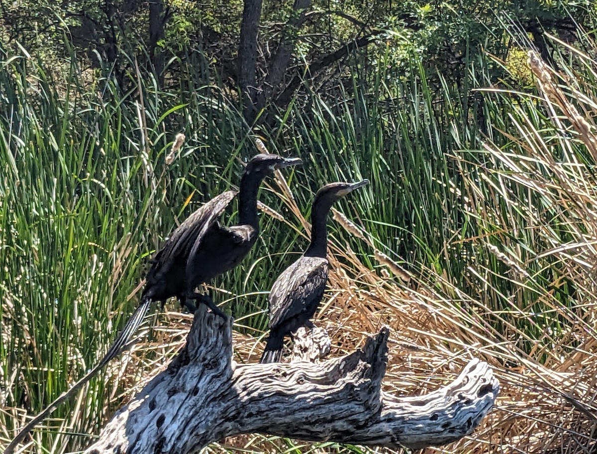 Neotropic Cormorant - Norma Miller