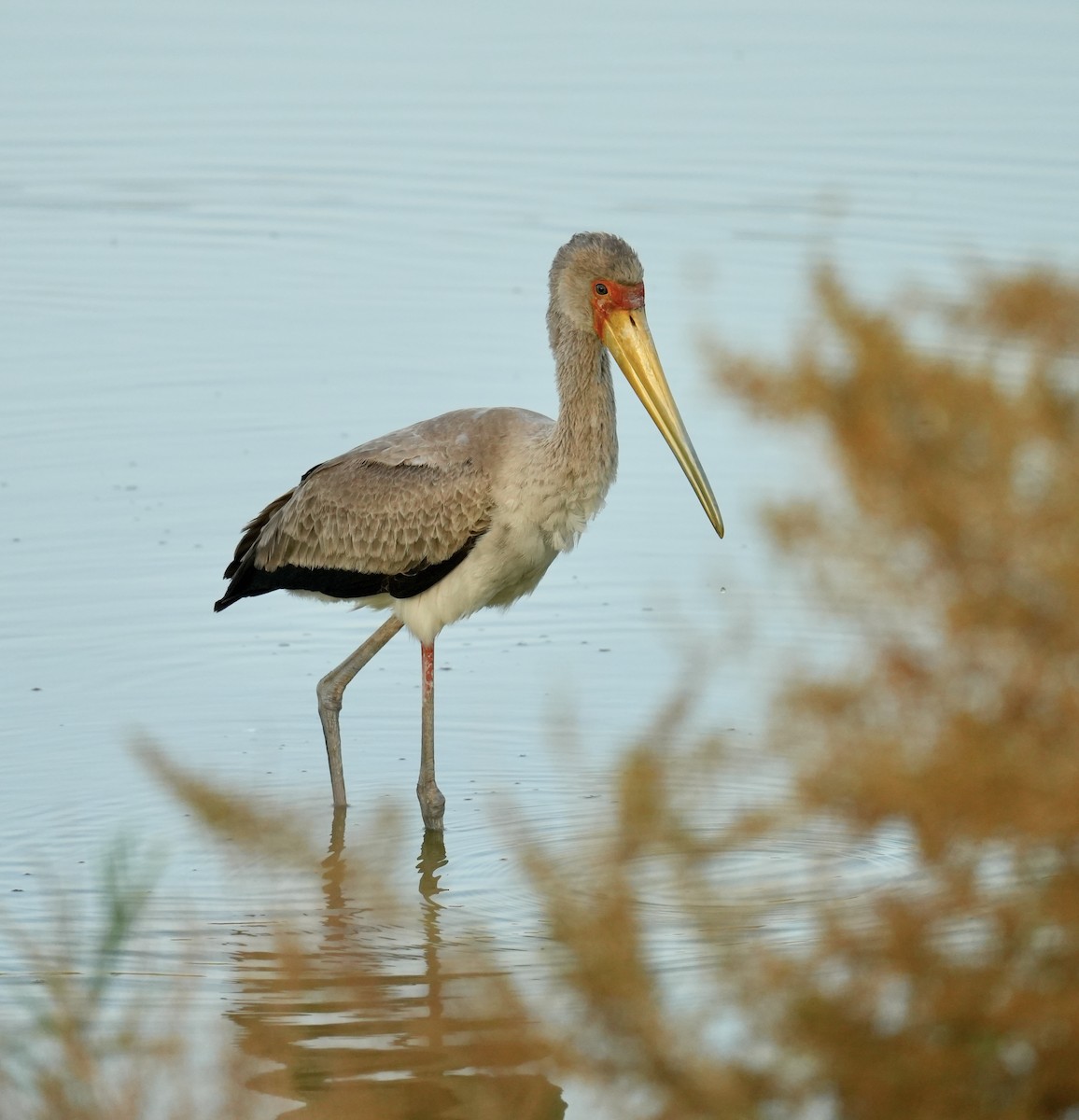 Yellow-billed Stork - Phyllis Weintraub