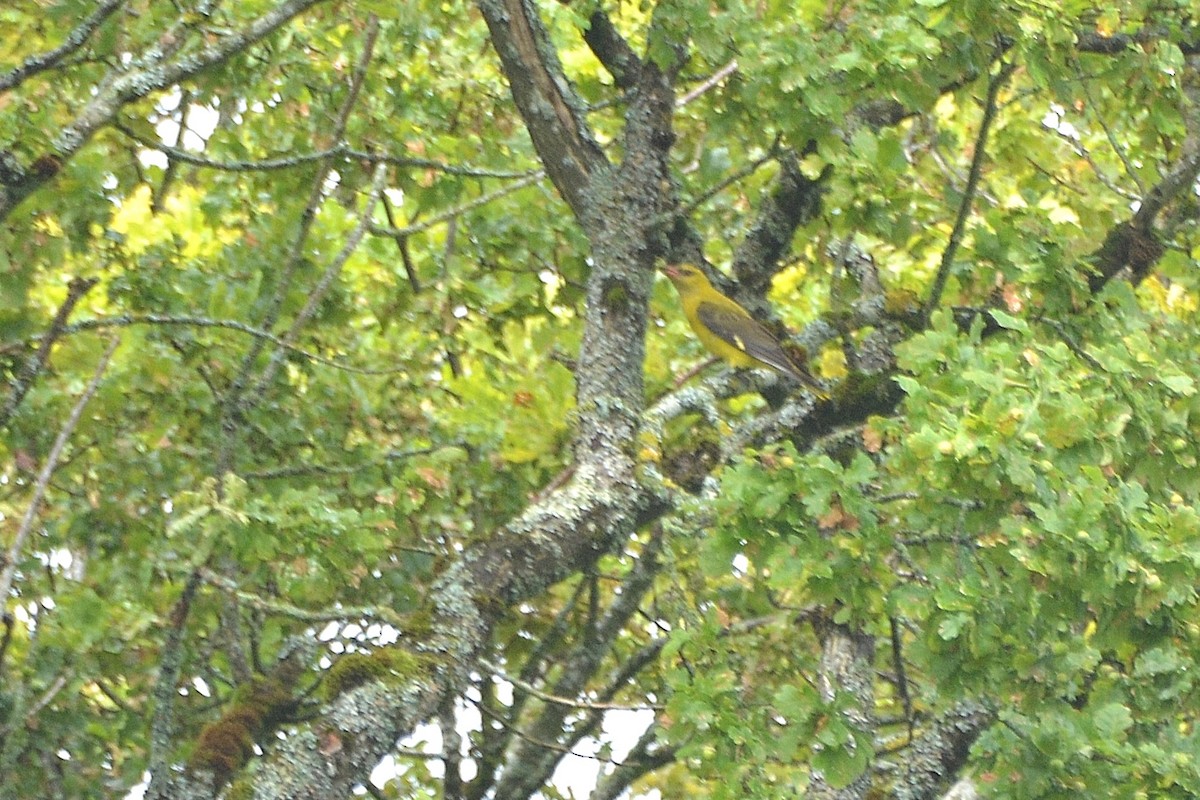 Eurasian Golden Oriole - ML618363918