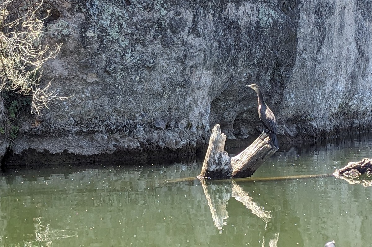 Neotropic Cormorant - Norma Miller