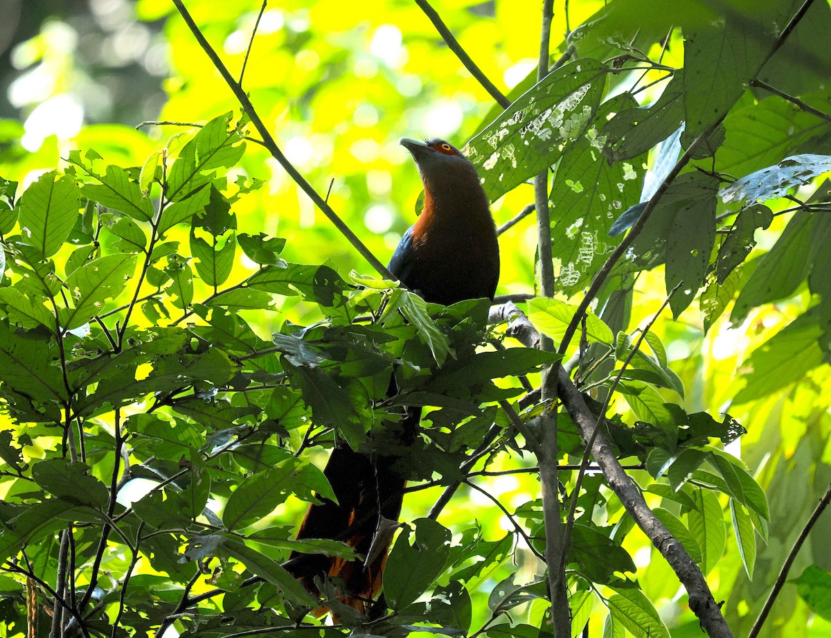 Chestnut-breasted Malkoha - ML618363928