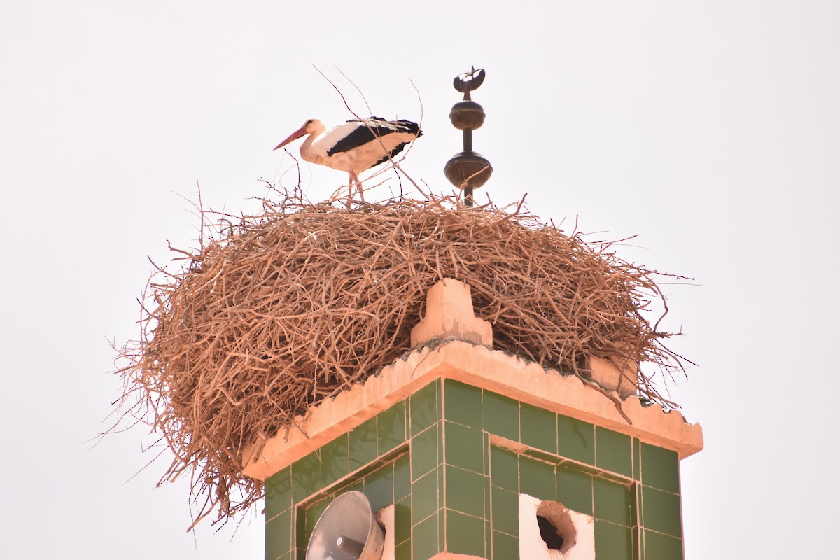 White Stork - ML618363930