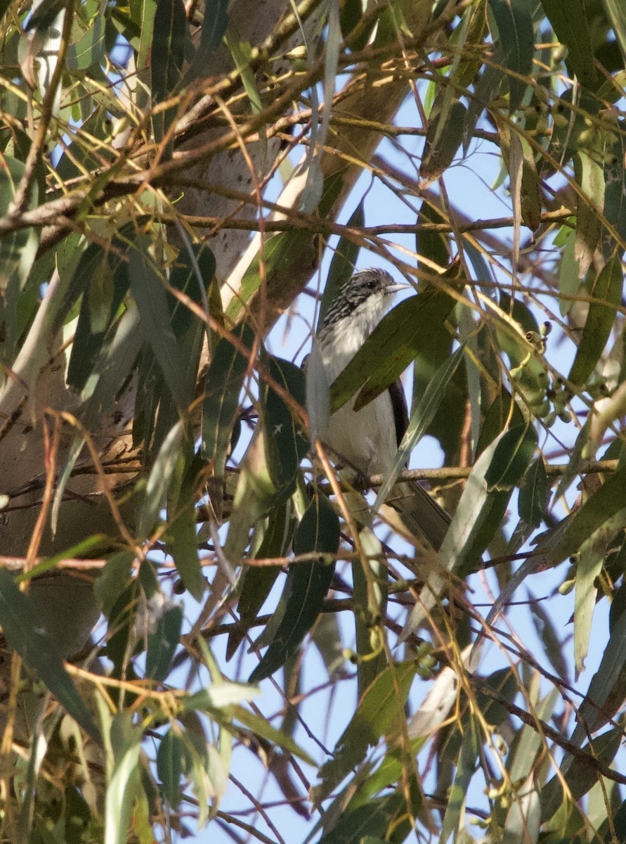 Striped Honeyeater - Yvonne van Netten