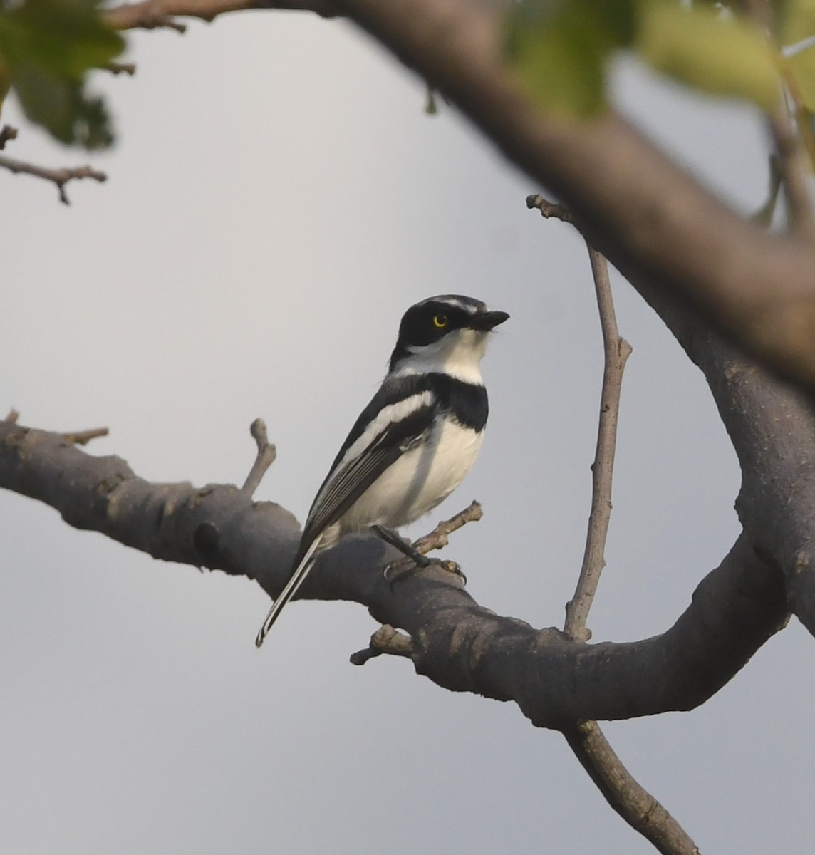 Chinspot Batis - ML618363943