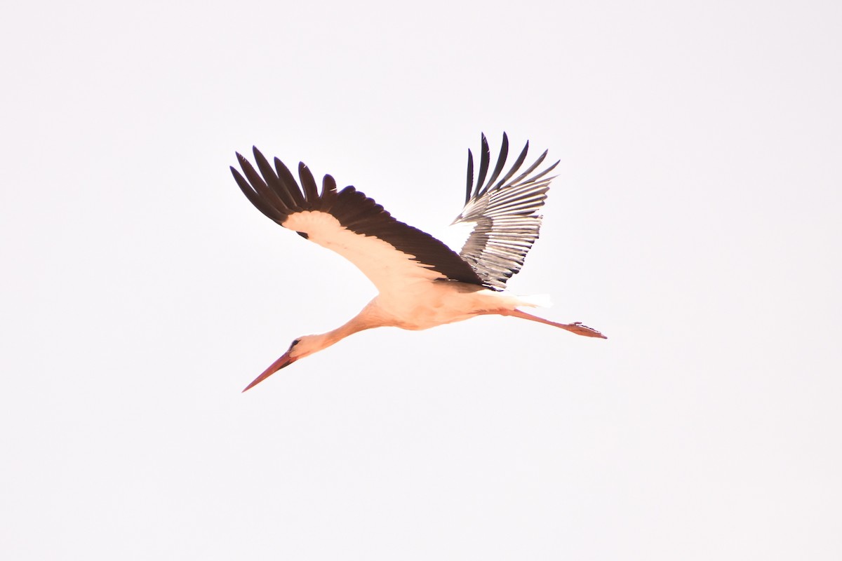 White Stork - ML618363946