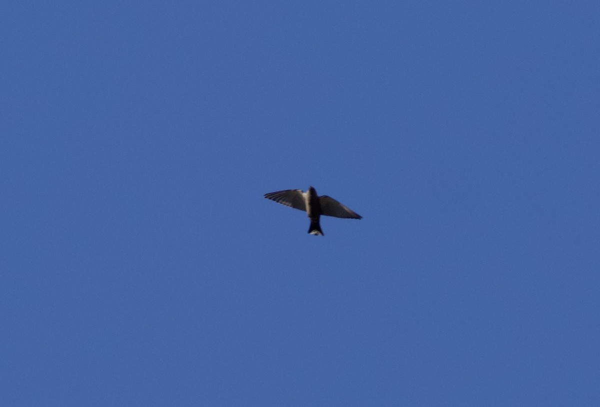 Dusky Woodswallow - Yvonne van Netten