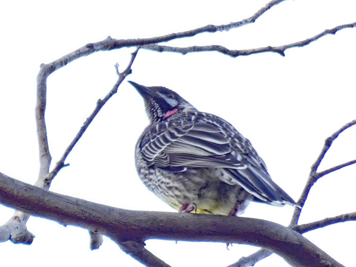 Red Wattlebird - ML618363975