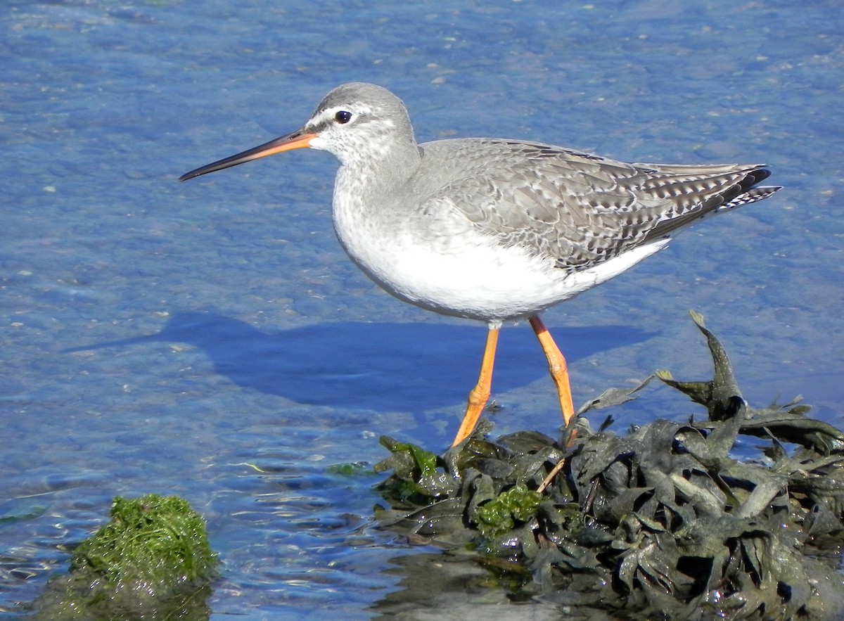 Spotted Redshank - Peter Milinets-Raby