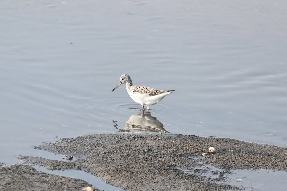 Common Greenshank - Starlit Chen