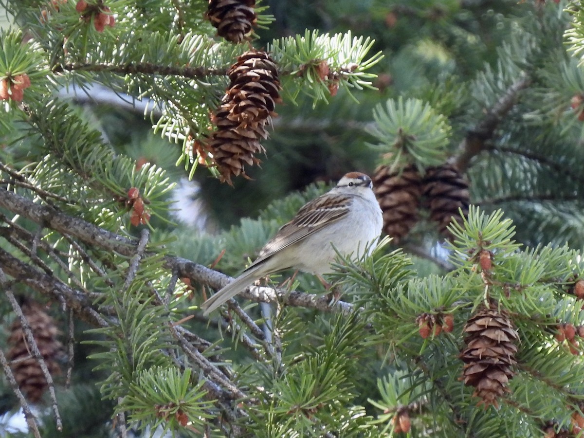 Chipping Sparrow - Margaret Mackenzie