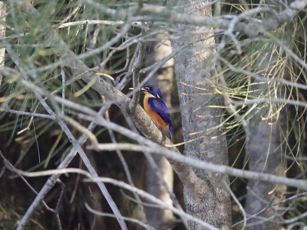 Azure Kingfisher - Yvonne van Netten