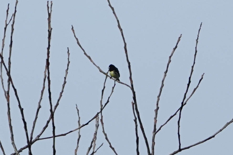 Yellow-bellied Seedeater - Kathy Doddridge