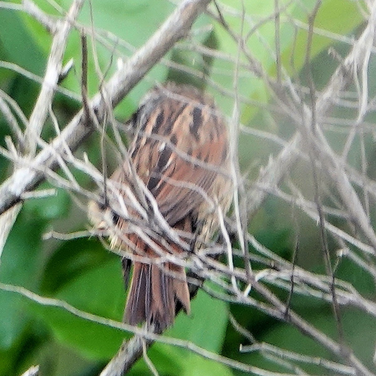 Swamp Sparrow - Doug Wassmer