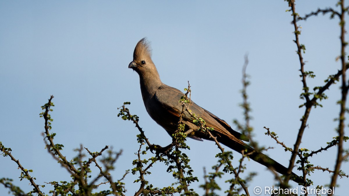 Turaco Unicolor - ML618364234