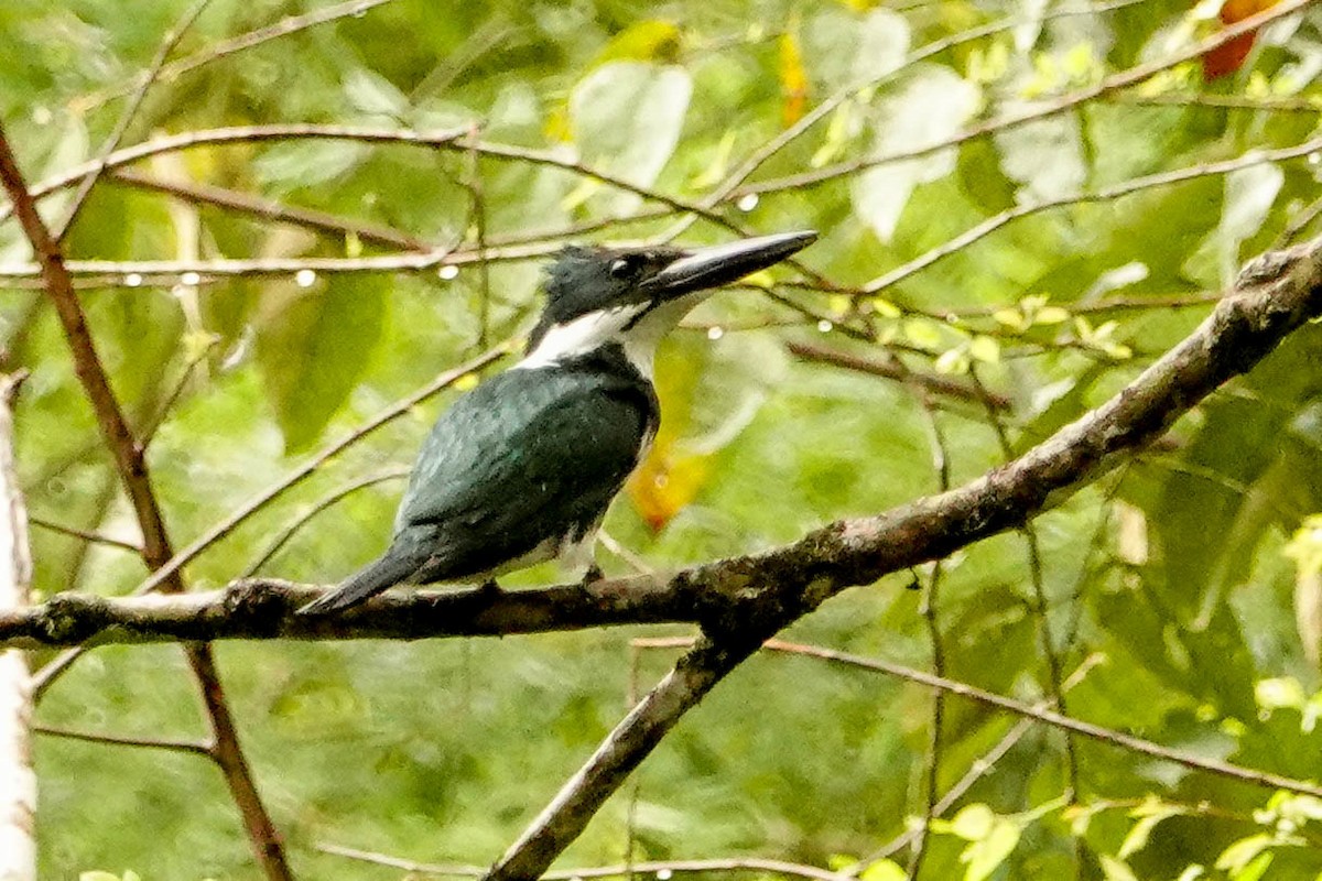 Amazon Kingfisher - Kathy Doddridge