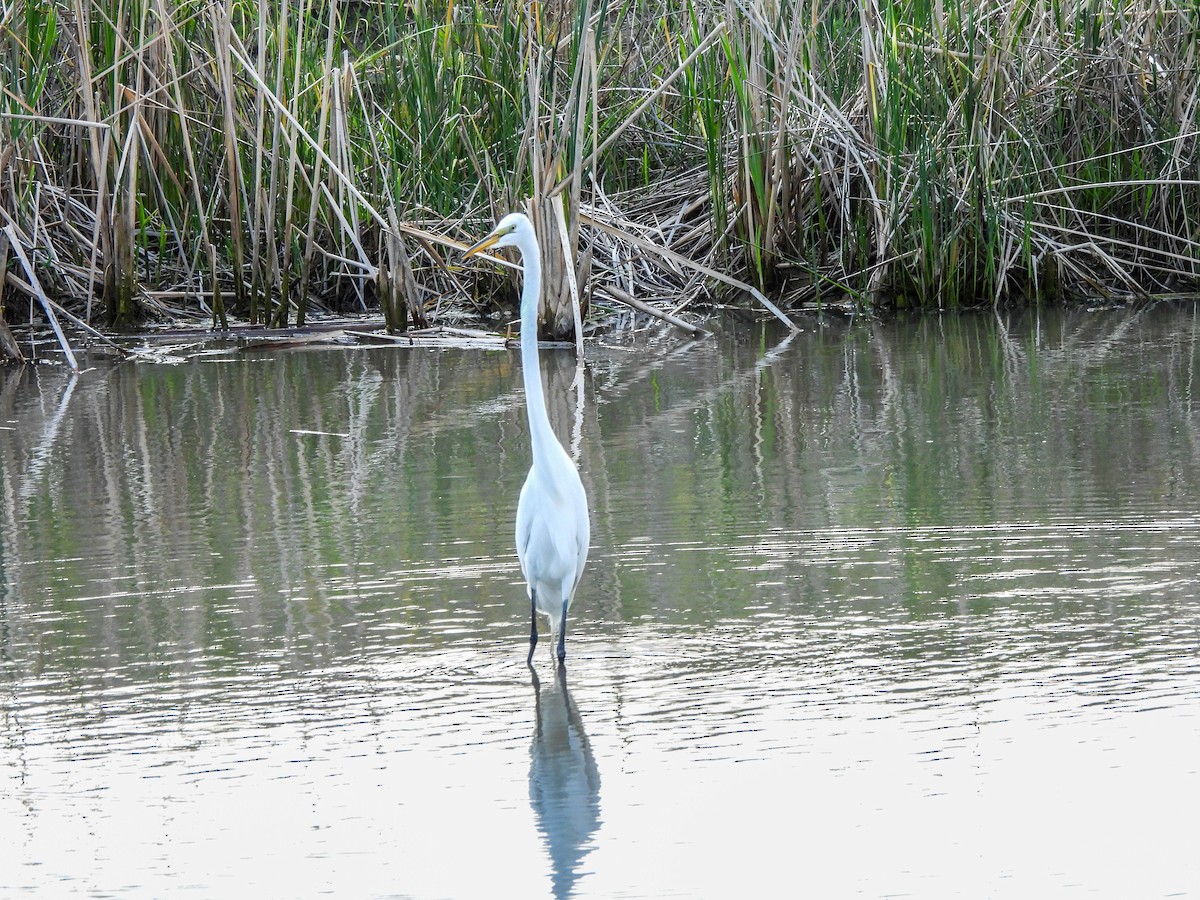 Great Egret - ML618364354