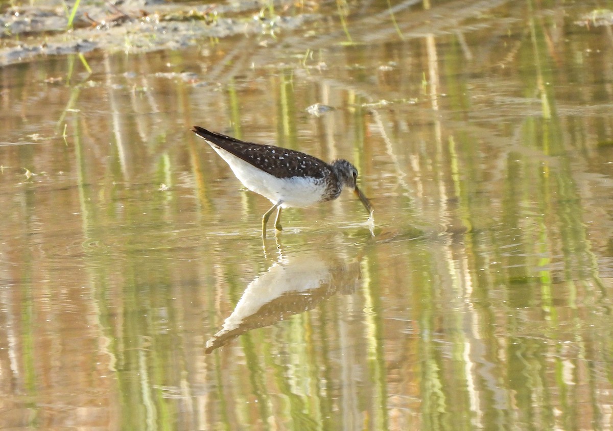 Solitary Sandpiper - Susan Brauning