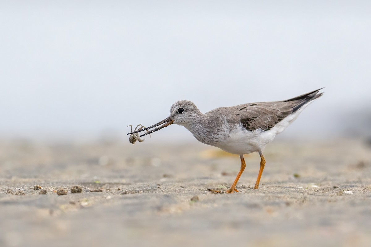 Terek Sandpiper - Robert Hackel