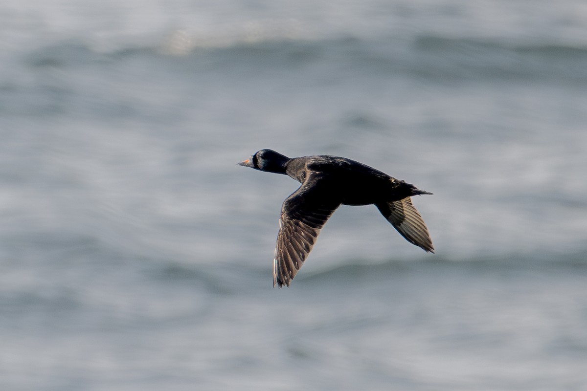 Common Scoter - ML618364383