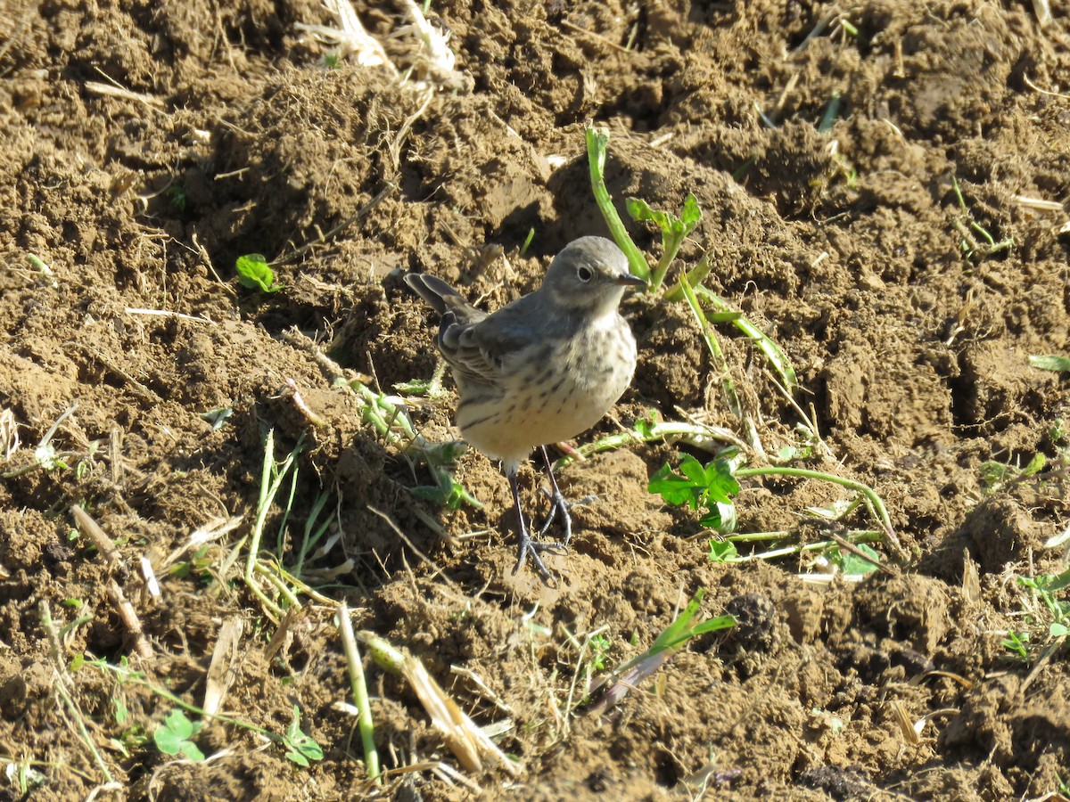 American Pipit - d w