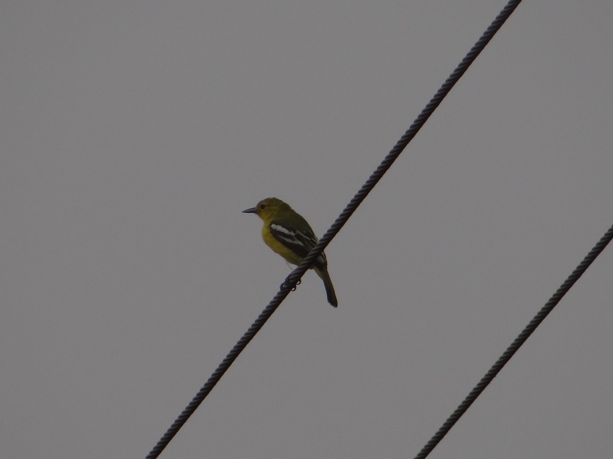 Common Iora - ML618364405