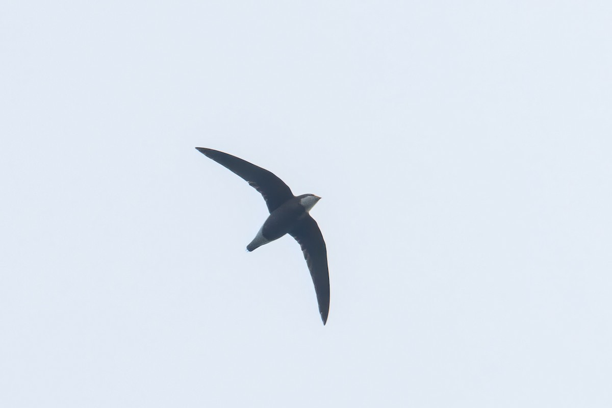 White-throated Needletail - ML618364422