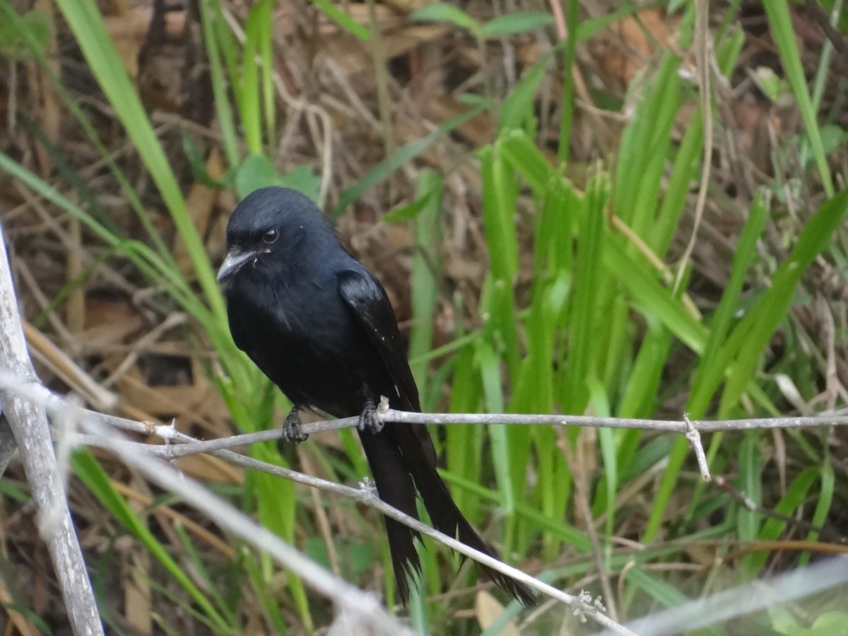 Black Drongo - ML618364423