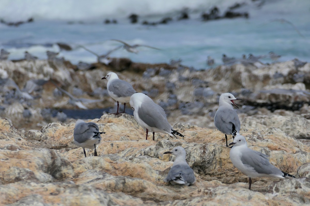 Hartlaub's Gull - Hubert Söhner