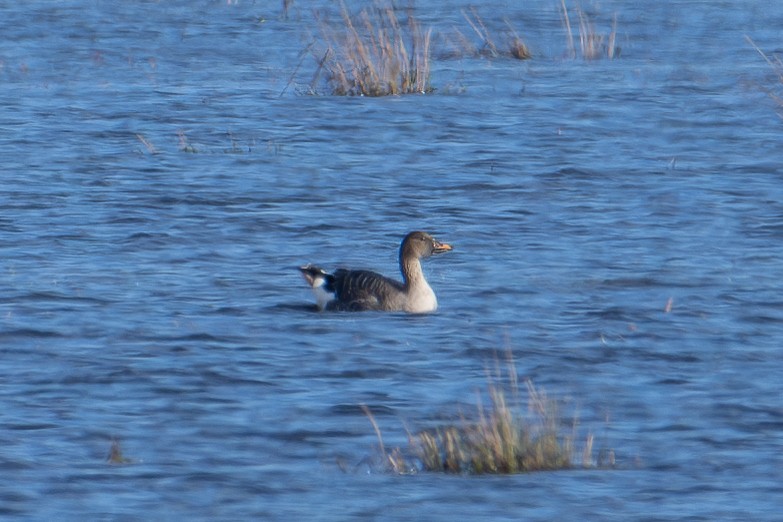 Tundra Bean-Goose - ML618364473