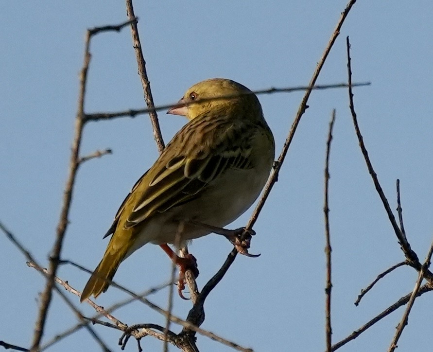 Southern Masked-Weaver - Anthony Schlencker