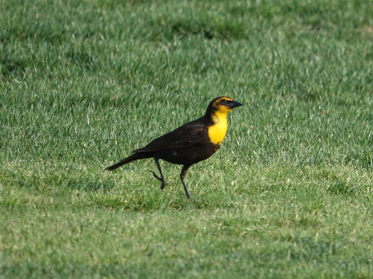 Yellow-headed Blackbird - Steve Rogow