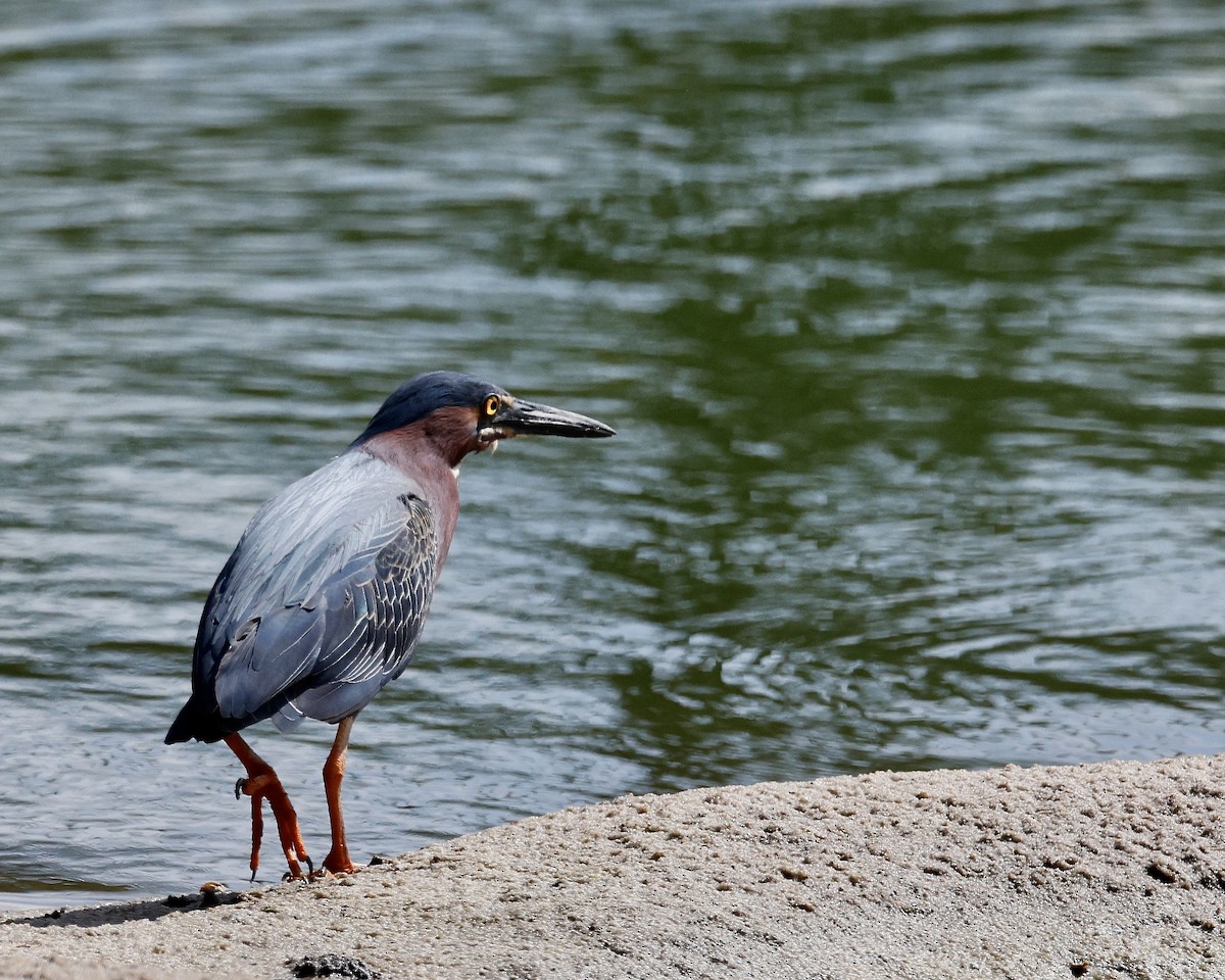 Green Heron - Cate Hopkinson