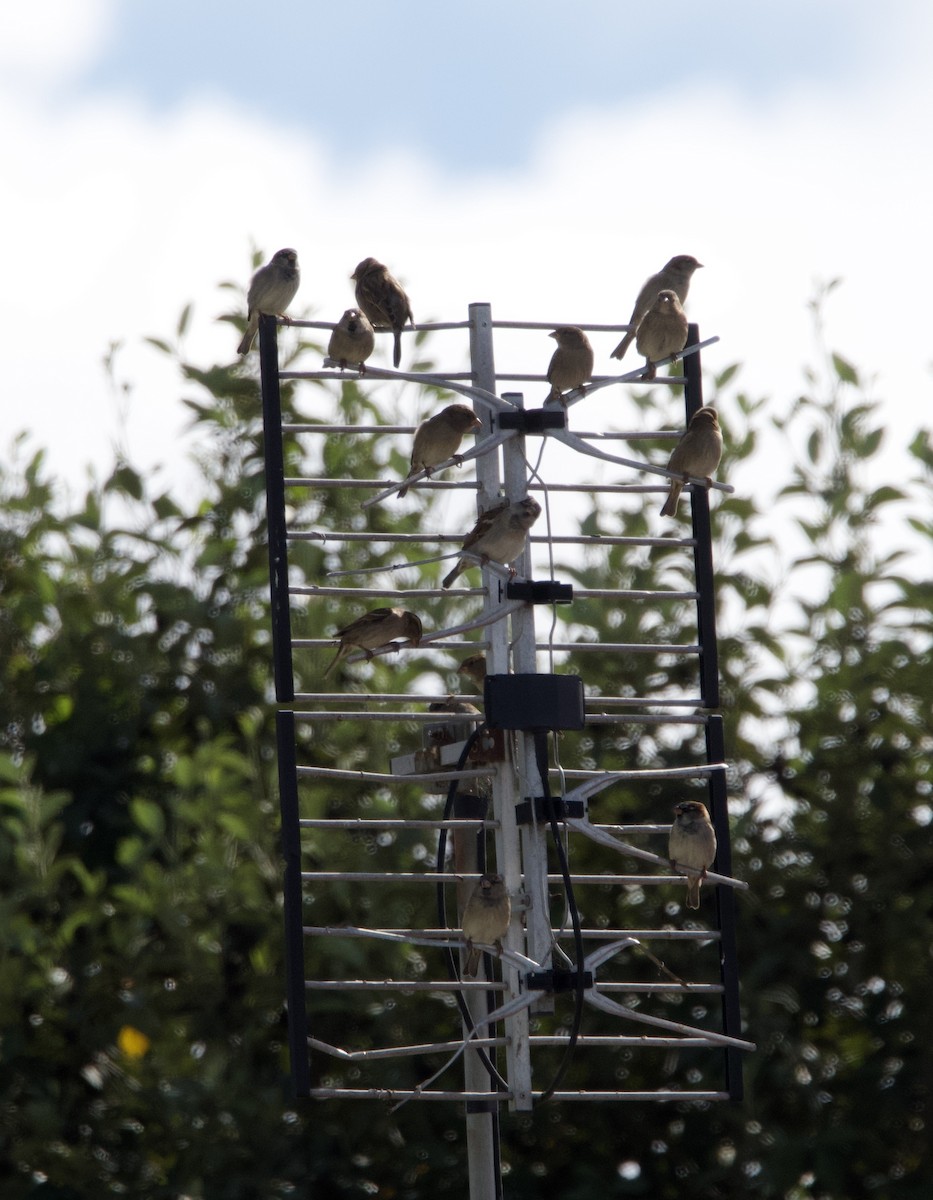 House Sparrow - Yvonne van Netten