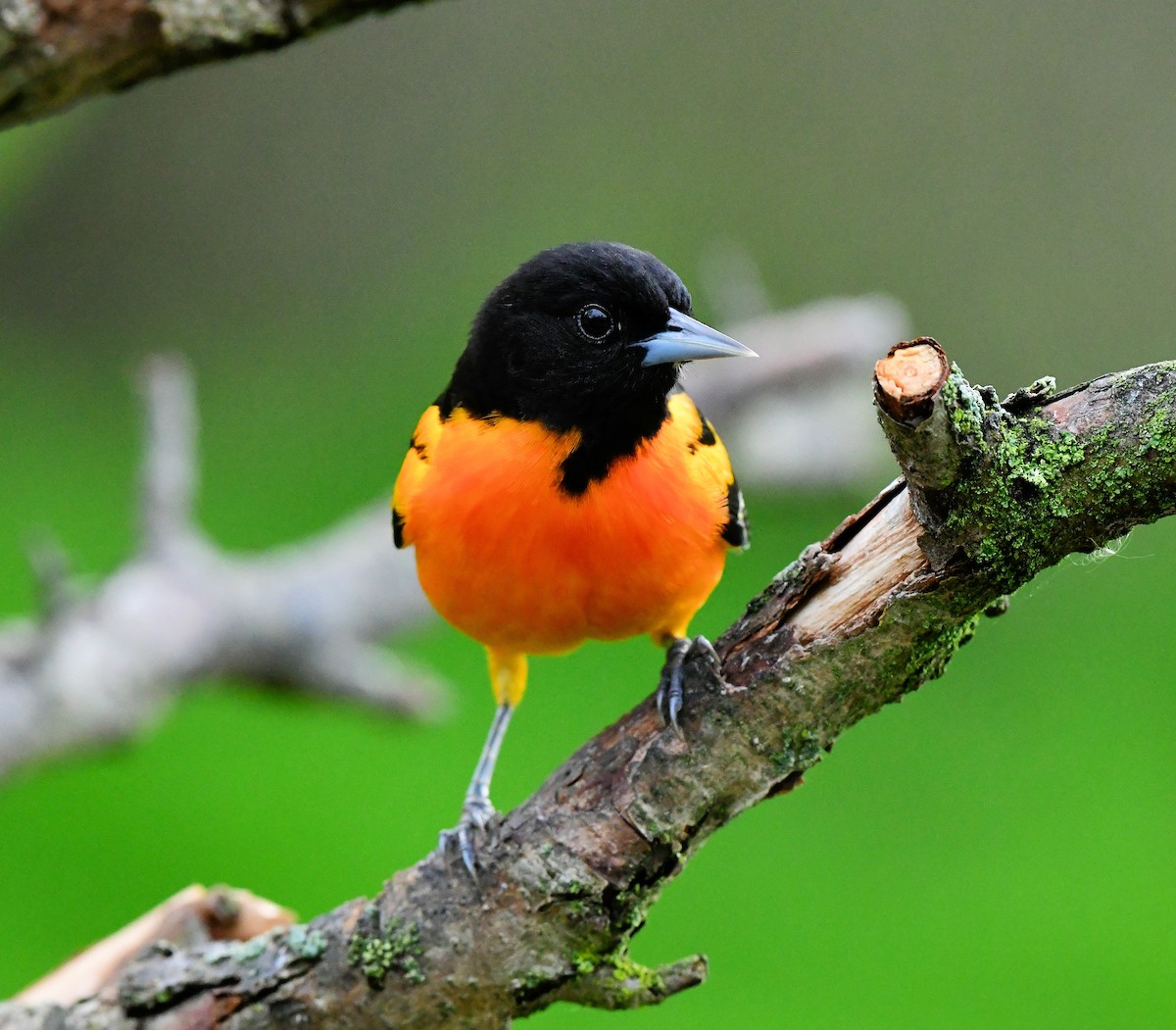 Baltimore Oriole - ML618364573