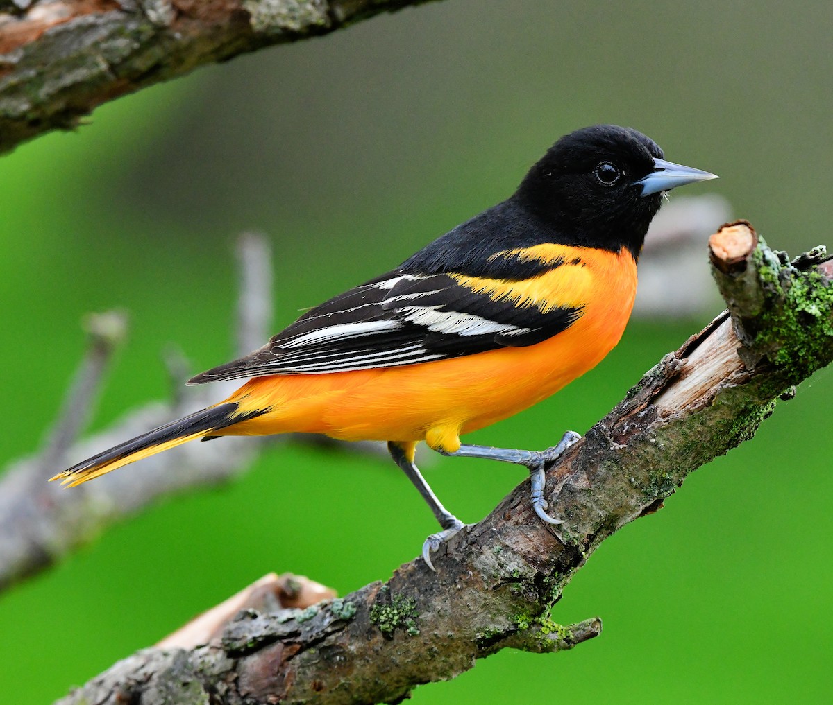 Baltimore Oriole - ML618364574