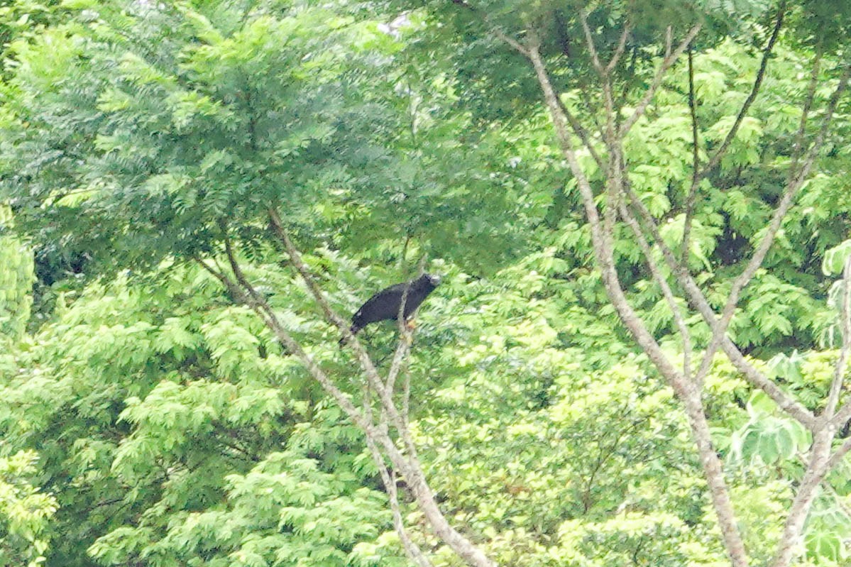 Black Hawk-Eagle - Kathy Doddridge