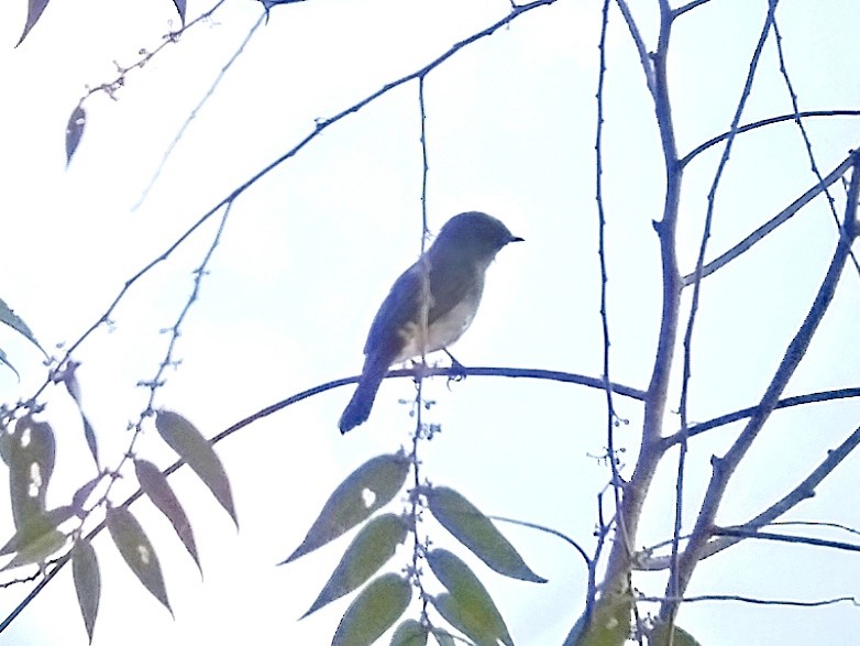 Green-backed Whistler - ML618364660