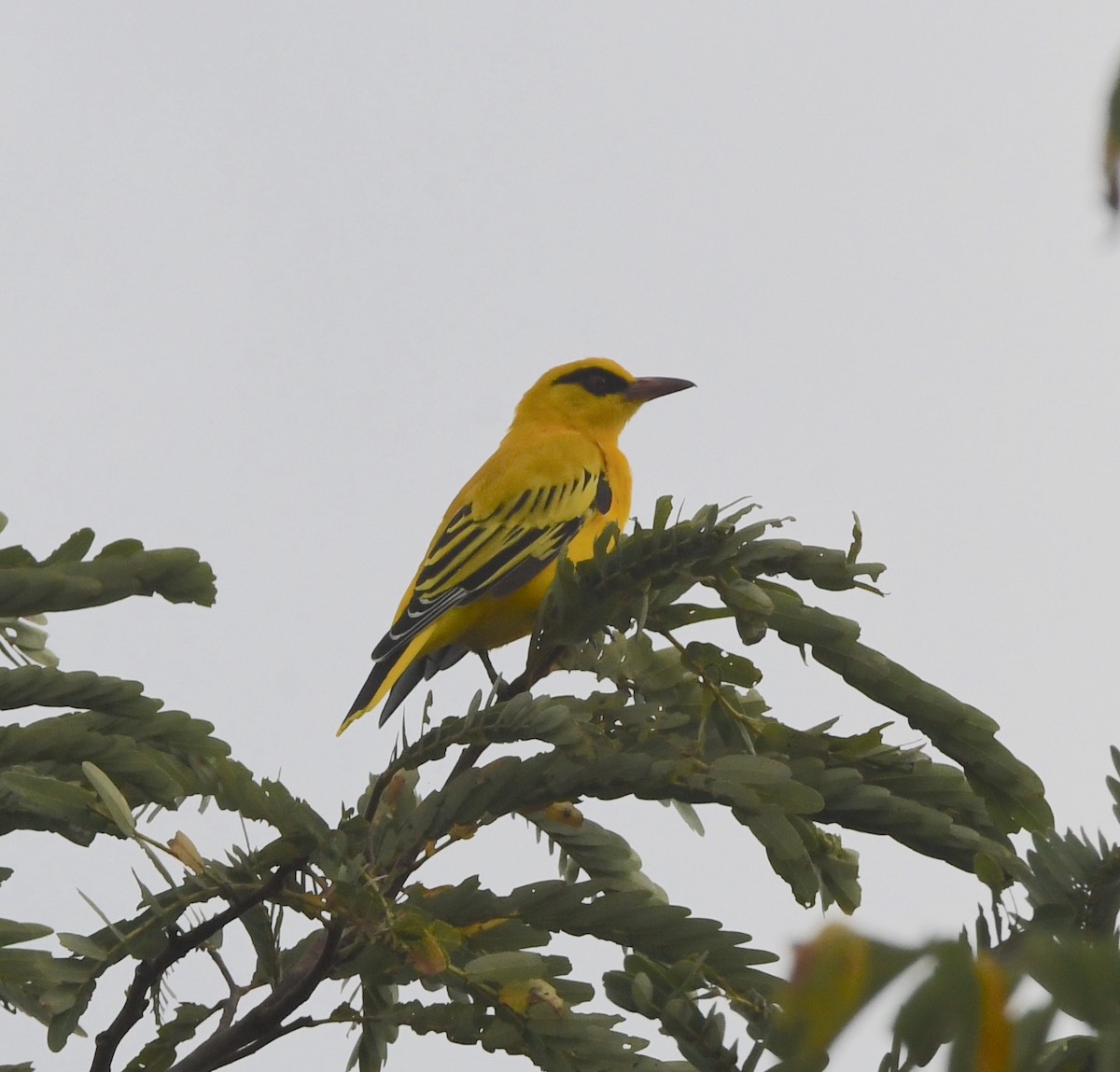 African Golden Oriole - ML618364672