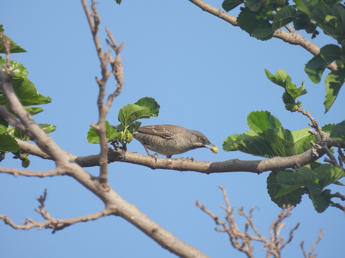 Barred Warbler - Carmel Ravid