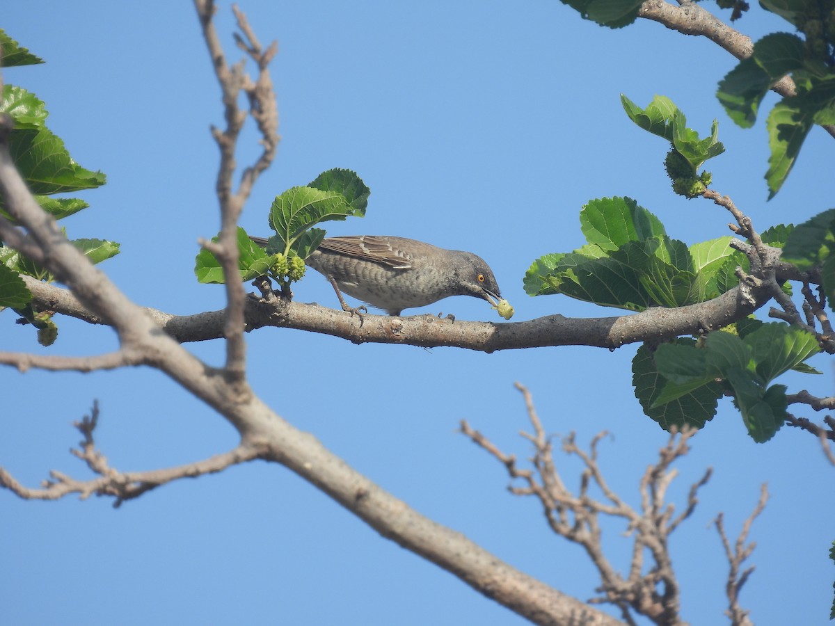 Barred Warbler - Carmel Ravid