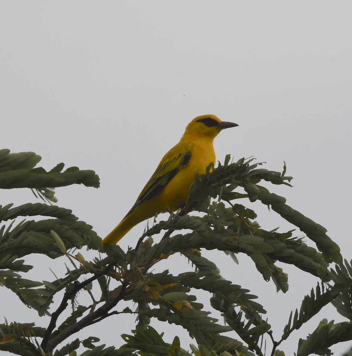 African Golden Oriole - ML618364686