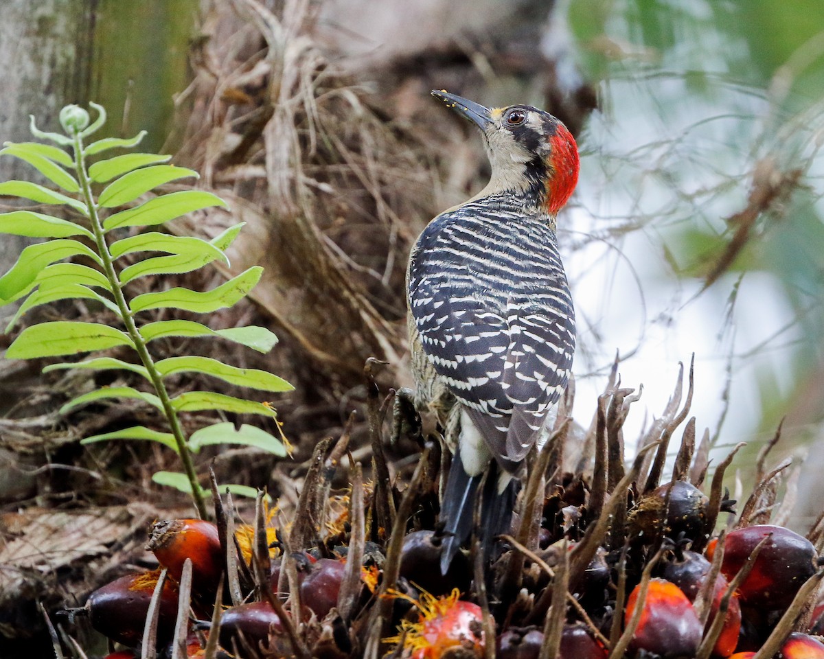 Black-cheeked Woodpecker - Per Smith