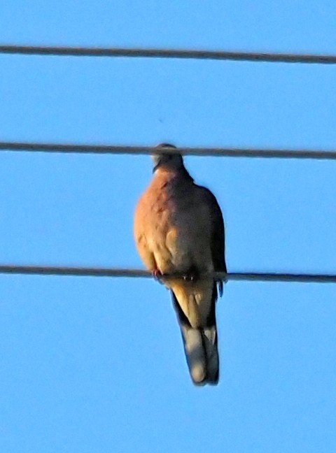 Spotted Dove - Steve Law