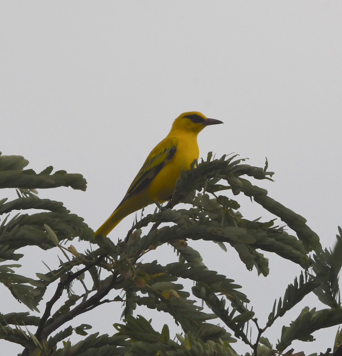 African Golden Oriole - ML618364703