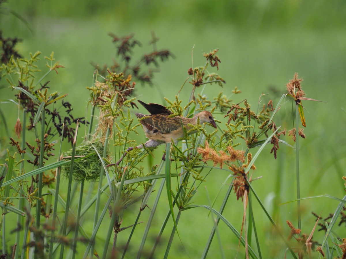 Allen's Gallinule - Adrian Hinkle