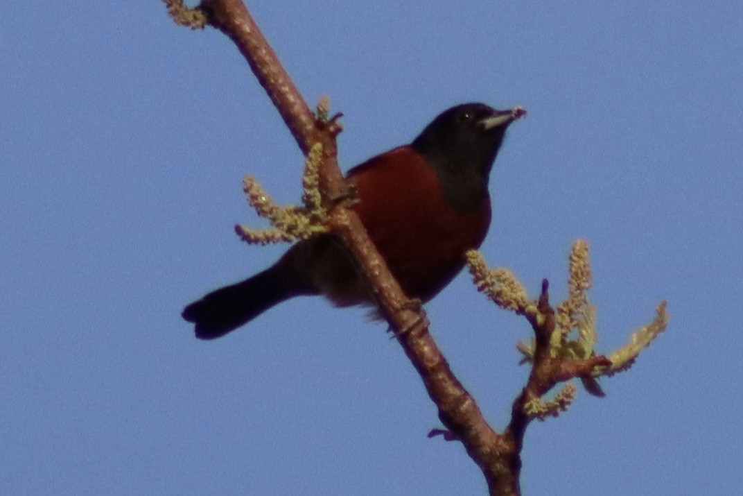 Orchard Oriole - ML618364812