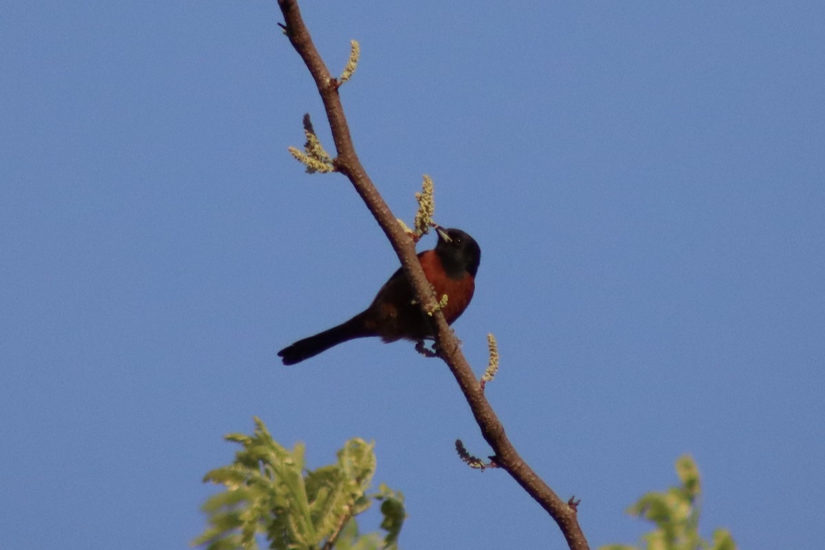 Orchard Oriole - ML618364813