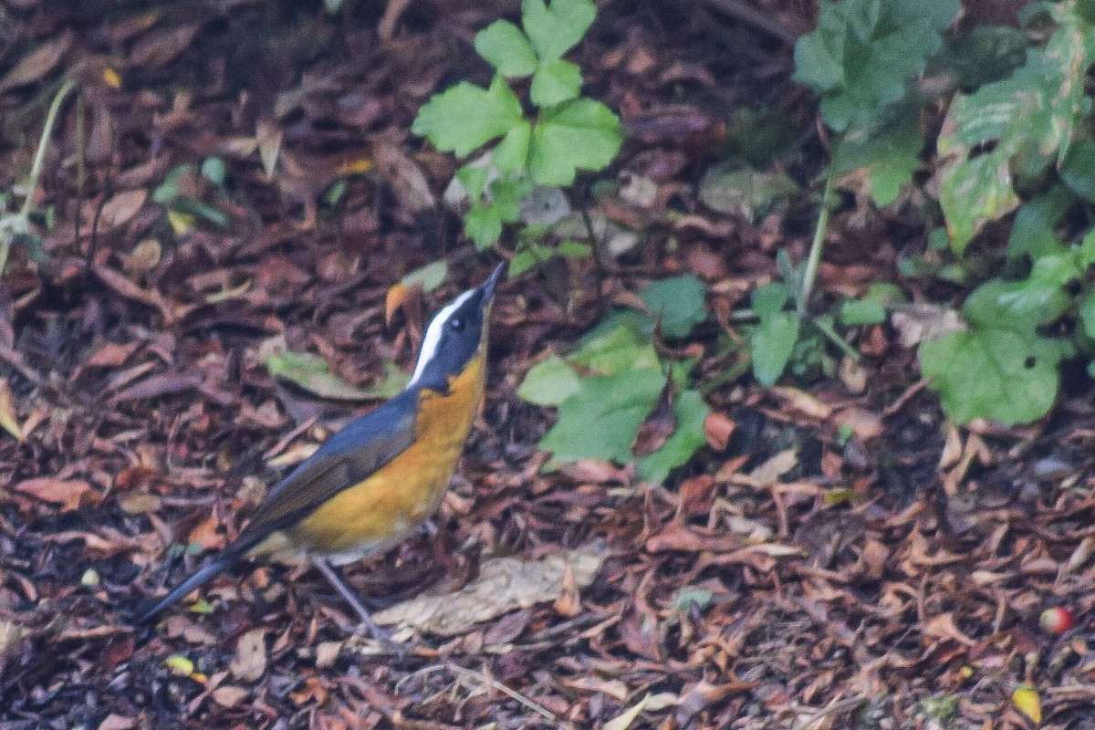 White-browed Bush-Robin - ML618364864